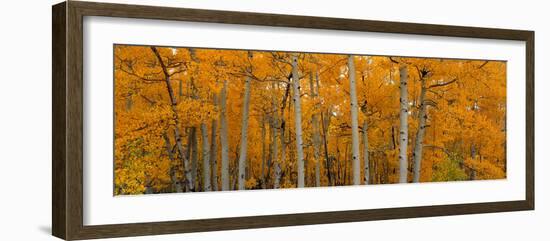 Quaking Aspens Dixie National Forest Ut-null-Framed Photographic Print