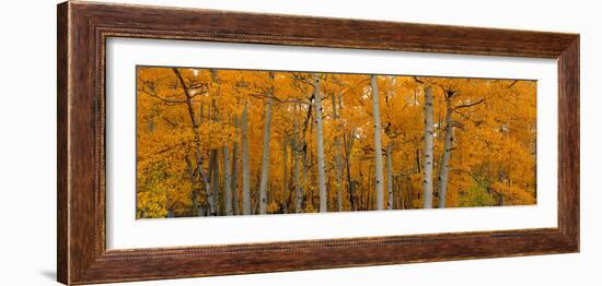 Quaking Aspens Dixie National Forest Ut-null-Framed Photographic Print