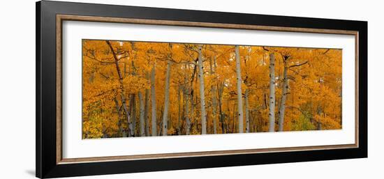 Quaking Aspens Dixie National Forest Ut-null-Framed Photographic Print