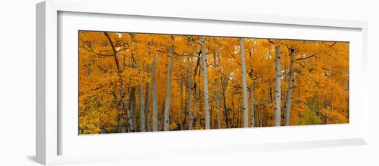 Quaking Aspens Dixie National Forest Ut-null-Framed Photographic Print