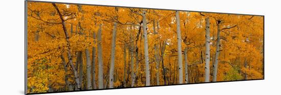 Quaking Aspens Dixie National Forest Ut-null-Mounted Photographic Print