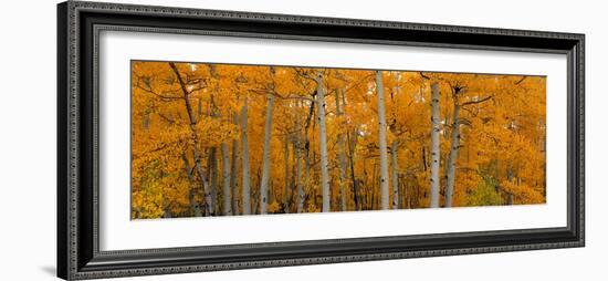 Quaking Aspens Dixie National Forest Ut-null-Framed Photographic Print