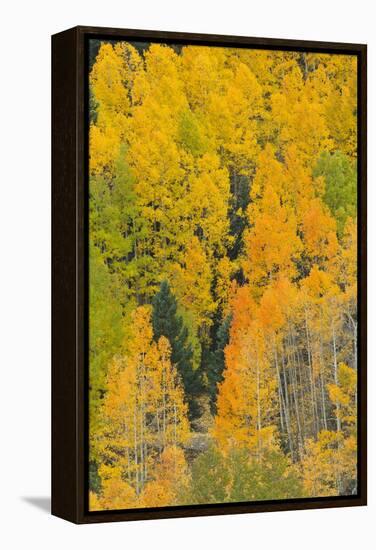 Quaking Aspens in a Fall Glow, Bald Mountain, New Mexico, USA-Maresa Pryor-Framed Premier Image Canvas