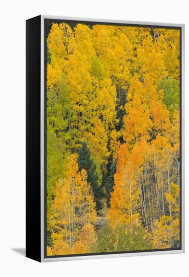 Quaking Aspens in a Fall Glow, Bald Mountain, New Mexico, USA-Maresa Pryor-Framed Premier Image Canvas