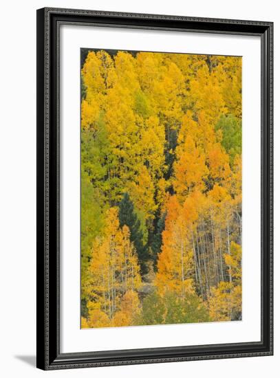 Quaking Aspens in a Fall Glow, Bald Mountain, New Mexico, USA-Maresa Pryor-Framed Photographic Print