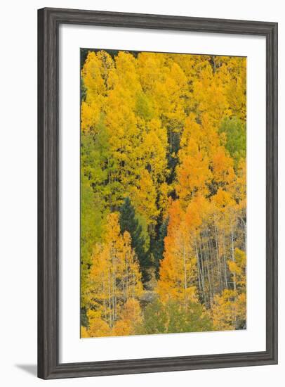 Quaking Aspens in a Fall Glow, Bald Mountain, New Mexico, USA-Maresa Pryor-Framed Photographic Print