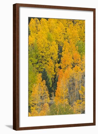 Quaking Aspens in a Fall Glow, Bald Mountain, New Mexico, USA-Maresa Pryor-Framed Photographic Print