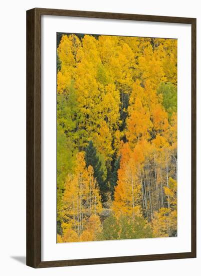 Quaking Aspens in a Fall Glow, Bald Mountain, New Mexico, USA-Maresa Pryor-Framed Photographic Print