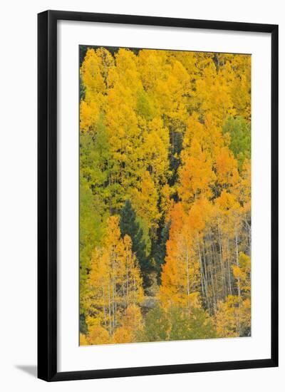 Quaking Aspens in a Fall Glow, Bald Mountain, New Mexico, USA-Maresa Pryor-Framed Photographic Print