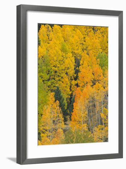 Quaking Aspens in a Fall Glow, Bald Mountain, New Mexico, USA-Maresa Pryor-Framed Photographic Print