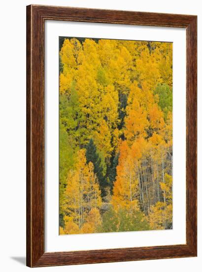 Quaking Aspens in a Fall Glow, Bald Mountain, New Mexico, USA-Maresa Pryor-Framed Photographic Print