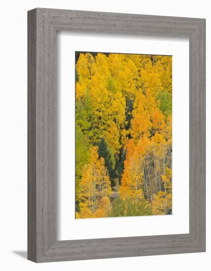 Quaking Aspens in a Fall Glow, Bald Mountain, New Mexico, USA-Maresa Pryor-Framed Photographic Print