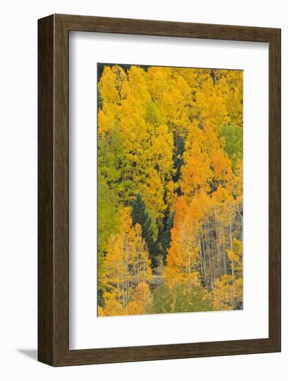 Quaking Aspens in a Fall Glow, Bald Mountain, New Mexico, USA-Maresa Pryor-Framed Photographic Print