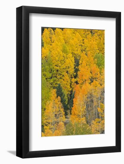 Quaking Aspens in a Fall Glow, Bald Mountain, New Mexico, USA-Maresa Pryor-Framed Photographic Print