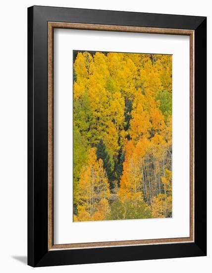 Quaking Aspens in a Fall Glow, Bald Mountain, New Mexico, USA-Maresa Pryor-Framed Photographic Print