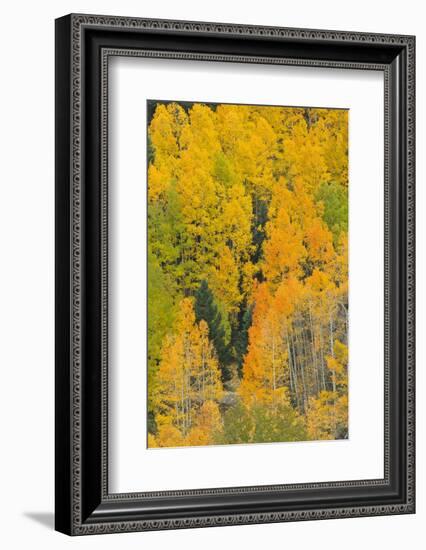 Quaking Aspens in a Fall Glow, Bald Mountain, New Mexico, USA-Maresa Pryor-Framed Photographic Print