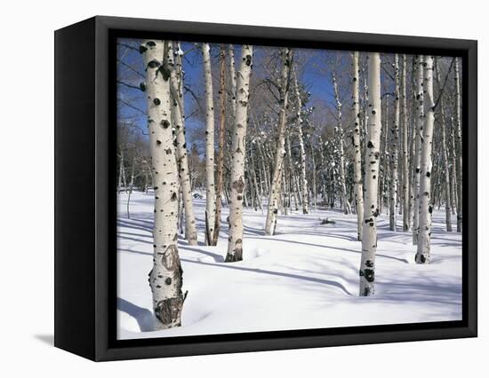 Quaking Aspens in Snow-James Randklev-Framed Premier Image Canvas