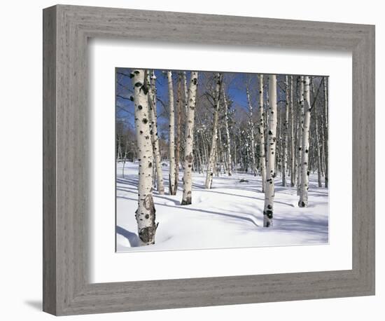 Quaking Aspens in Snow-James Randklev-Framed Photographic Print