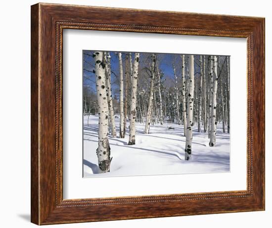 Quaking Aspens in Snow-James Randklev-Framed Photographic Print