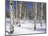 Quaking Aspens in Snow-James Randklev-Mounted Photographic Print