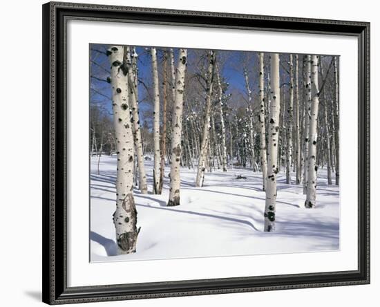 Quaking Aspens in Snow-James Randklev-Framed Photographic Print