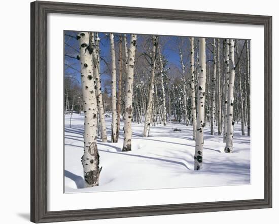 Quaking Aspens in Snow-James Randklev-Framed Photographic Print
