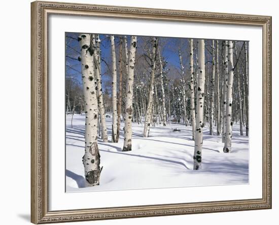 Quaking Aspens in Snow-James Randklev-Framed Photographic Print