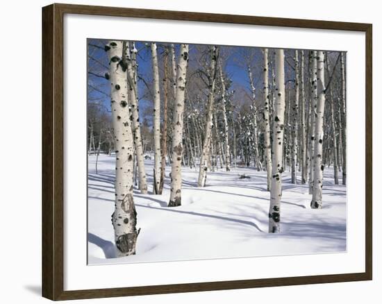 Quaking Aspens in Snow-James Randklev-Framed Photographic Print