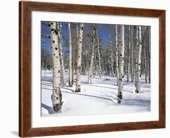 Quaking Aspens in Snow-James Randklev-Framed Photographic Print