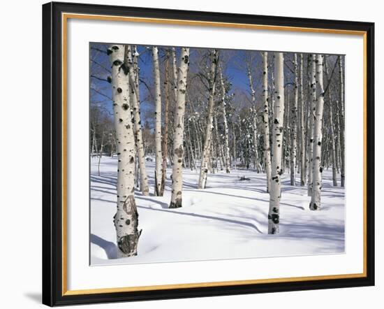 Quaking Aspens in Snow-James Randklev-Framed Photographic Print