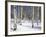 Quaking Aspens in Snow-James Randklev-Framed Photographic Print