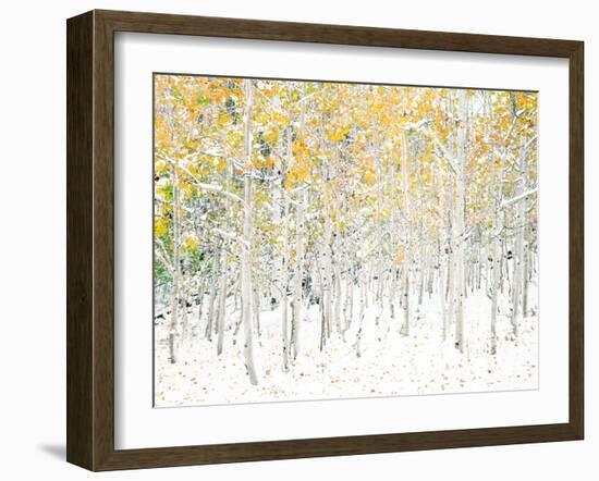 Quaking Aspens-Shelley Lake-Framed Art Print