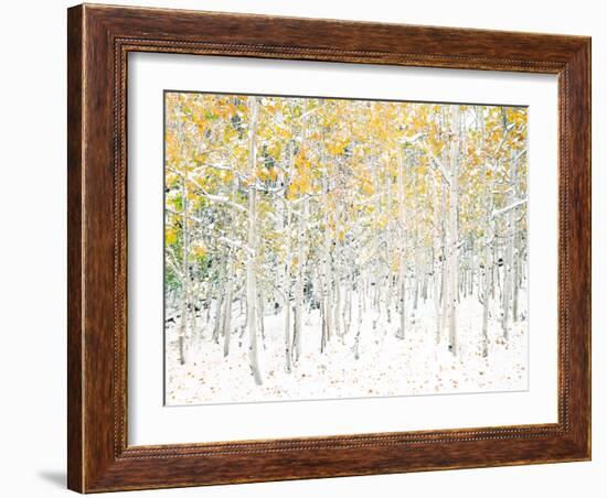 Quaking Aspens-Shelley Lake-Framed Art Print