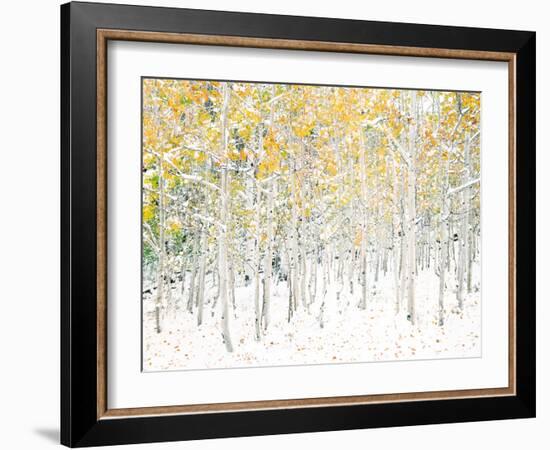 Quaking Aspens-Shelley Lake-Framed Art Print