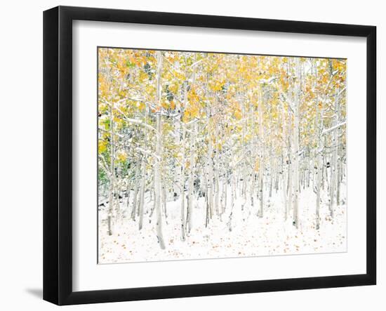 Quaking Aspens-Shelley Lake-Framed Art Print