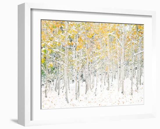 Quaking Aspens-Shelley Lake-Framed Art Print