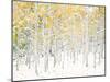 Quaking Aspens-Shelley Lake-Mounted Art Print