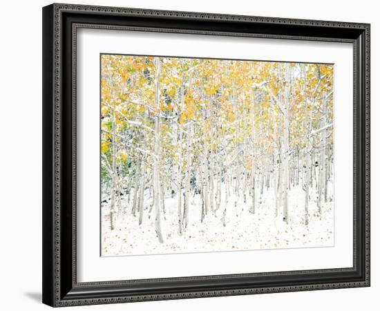 Quaking Aspens-Shelley Lake-Framed Art Print