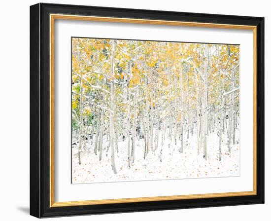 Quaking Aspens-Shelley Lake-Framed Art Print