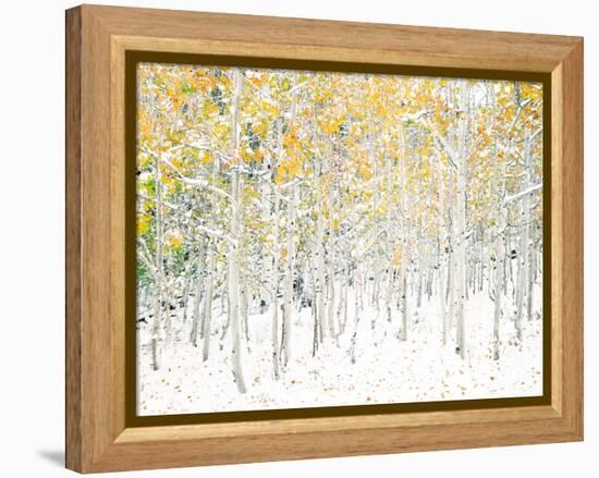 Quaking Aspens-Shelley Lake-Framed Stretched Canvas