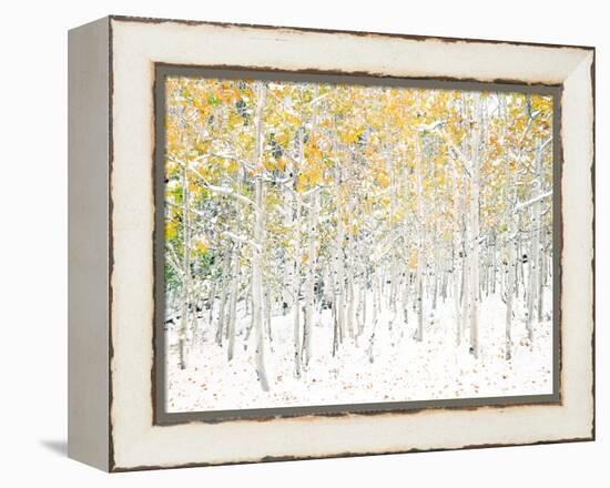 Quaking Aspens-Shelley Lake-Framed Stretched Canvas