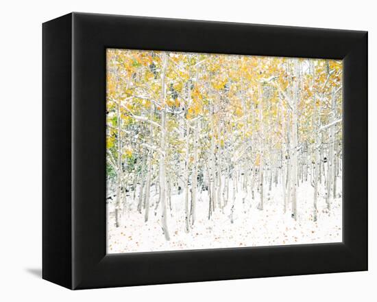 Quaking Aspens-Shelley Lake-Framed Stretched Canvas