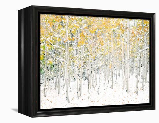 Quaking Aspens-Shelley Lake-Framed Stretched Canvas