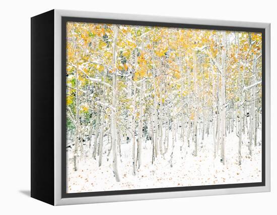 Quaking Aspens-Shelley Lake-Framed Stretched Canvas