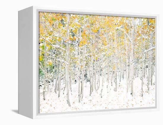 Quaking Aspens-Shelley Lake-Framed Stretched Canvas