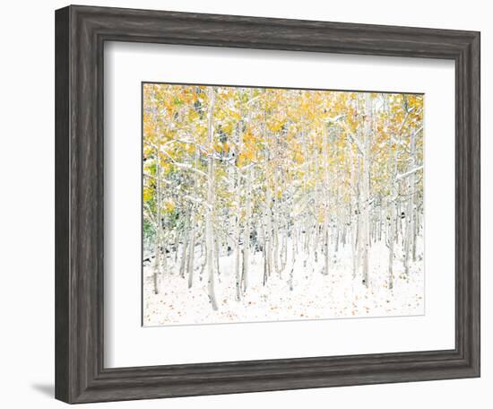 Quaking Aspens-Shelley Lake-Framed Art Print