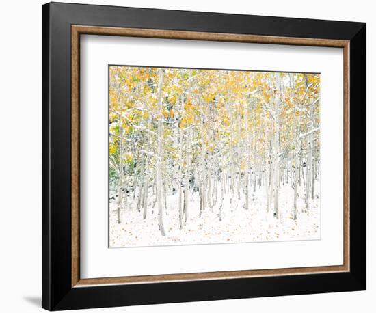 Quaking Aspens-Shelley Lake-Framed Art Print