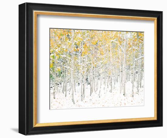 Quaking Aspens-Shelley Lake-Framed Art Print