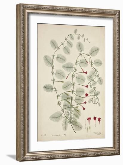 Quamoclit Pinnata Boj, 1800-10-null-Framed Giclee Print