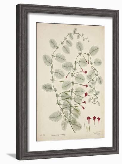 Quamoclit Pinnata Boj, 1800-10-null-Framed Giclee Print